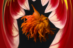 12-Eaten By A Dahlia Shark