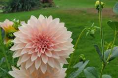15-Garden in Maine