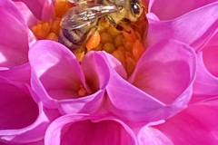 17-Honey Bee