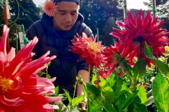 21-John Disbudding Dahlias
