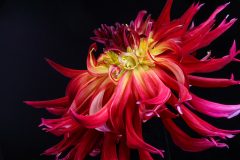 22-Lacinated Dahlia