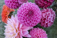23-Last Bouquet of the Season