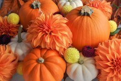 3-Autumn Beauty
