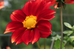 33-Single Red