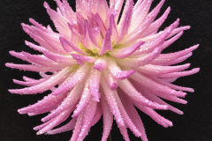 34-Taratahi Lilac
