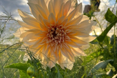 8-Cafe au Lait Backlit