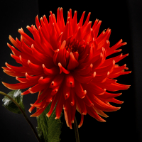 Dahlia Portraits - 2nd Place - Bill Meyer - Skipley Bonanza