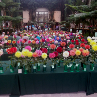 Shows/Clubs - 1st Place - Claudia Biggs - At Longwood Garden National Show