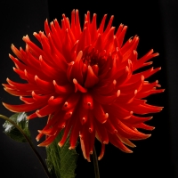 Dahlia Portraits - 2nd Place - Bill Meyer - Skipley Bonanza