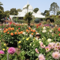Dahlia Gardens - 2nd Place - Bev Dahlstedt - Dahlia Dell, Golden Gate Park, San Francisco