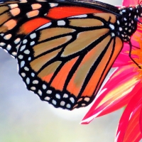 Macro View - 1st Place (and Best Photo 2018) - Daniel Kavanagh - Monarch Butterfly on Seedling