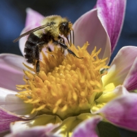 Macro View - 3rd Place - Bill Meyer - Bee Climbs Around Mingus Art