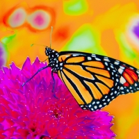 Digital Darkroom - 1st Place - Nancy Riopelle - Monarch on Frizzy Lizzy