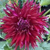 Allens Bramble     B-LC-DR