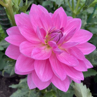 CHi Flamingo     WL-Pk