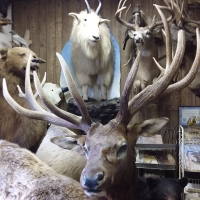 The Taxidermy Shop