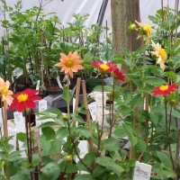 Blooms in the greenhouse at Piper Creek Trial Garden