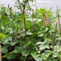 Plants in the greenhouse at Piper Creek Trial Garden