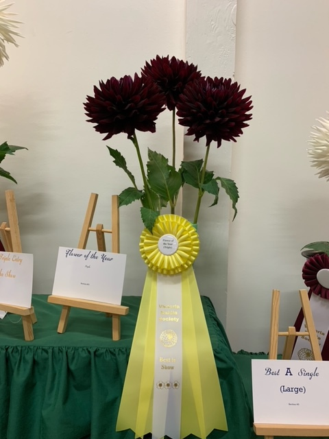 Victoria Dahlia Society,Best Flower of the Year Triple, Hollyhill Black Beauty