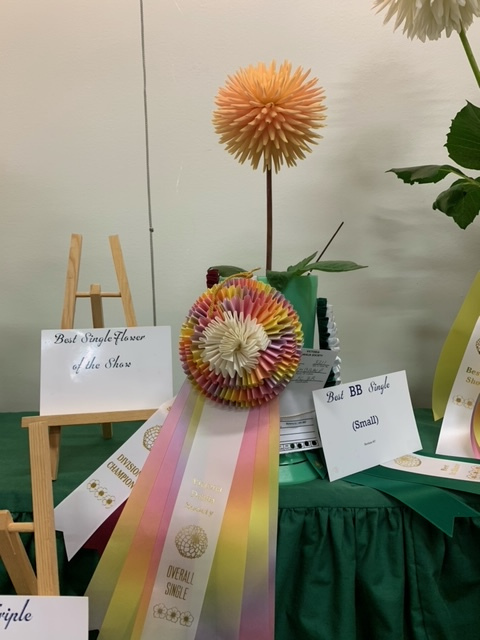 Victoria Dahlia Society, Best Overall Single in Show, Embrace