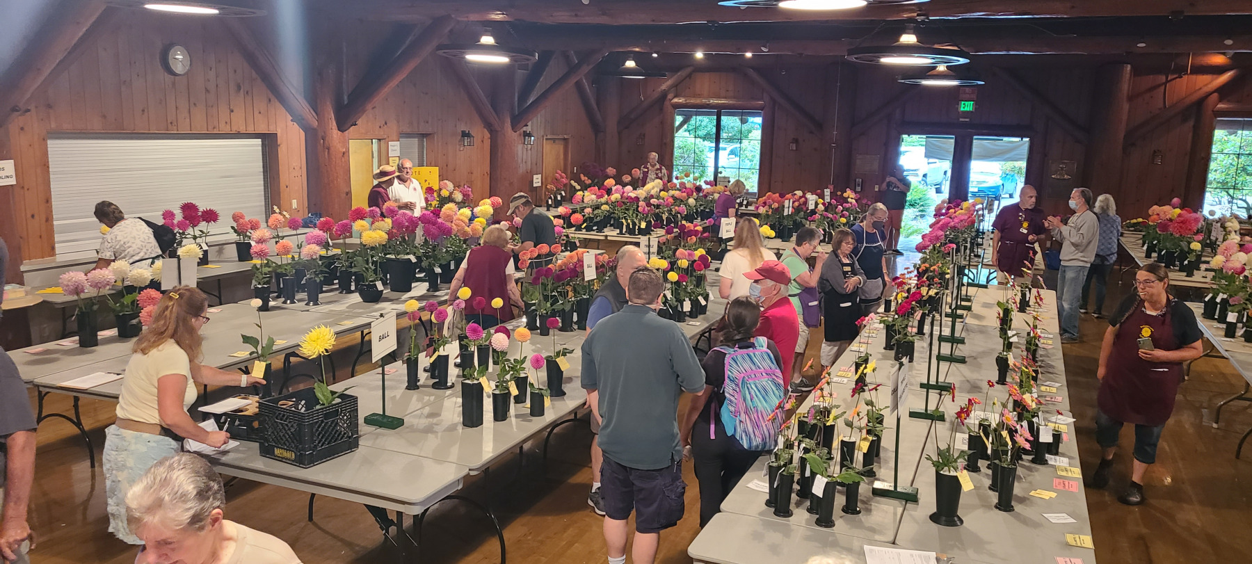 Snohomish County Dahlia Society, Morning Placements