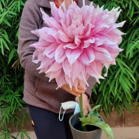 Dahlia Society of California