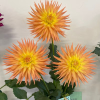 Gettysburg Dahlia Society, Clearview Ken GB3-Clearview-Ken-GB