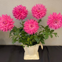 2022 ADS National Show, Five Elsie Hustons