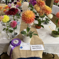Monterey Bay Dahlia Society