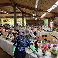 Monterey Bay Dahlia Society