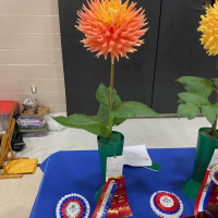 Canadian Chrysanthemum and Dahlia Society, Best AA, AC Ben, Mike Parrish