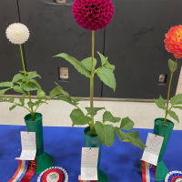 Canadian Chrysanthemum and Dahlia Society, Best Novice, Elsie Huston, Jay Vaghela