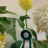 Victoria Dahlia Society, Best Flower of the Year Single, Trooper Dan