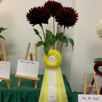 Victoria Dahlia Society,Best Flower of the Year Triple, Hollyhill Black Beauty