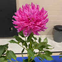 Canadian Chrysanthemum and Dahlia Society, Best Novice, Elsie Huston, Jay Vaghela