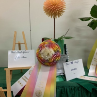 Victoria Dahlia Society, Best Overall Single in Show, Embrace