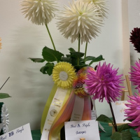 Victoria Dahlia Society, Best Overall Triple in Show, Kenora Jubilee