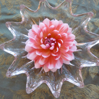 Douglas County Dahlia Society, Best Waterlily Float, Sandia Candy Corn, Camille Noel