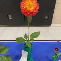 Canadian Chrysanthemum and Dahlia Society, Best Waterlilly, Pam Howden, Mike Parrish