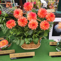 Colorado Dahlia Society, Best of Show Basket of Baron Katie