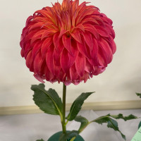 Gettysburg Dahlia Society, Bloomquist Jean GB