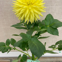 National Capital Dahlia Society, Clearview SundanceClearview-Sundance