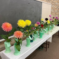 National Capital Dahlia Society, Court of Honor