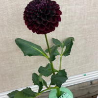 National Capital Dahlia Society, Dave Smith, Dark Red Seedling