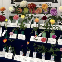 Midwest Conference and Elkhart Dahlia Society