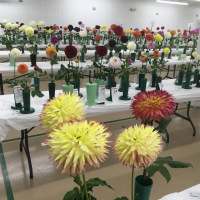 Midwest Conference and Elkhart Dahlia Society
