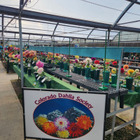 Colorado Dahlis Society, Flower Bin in Longmont