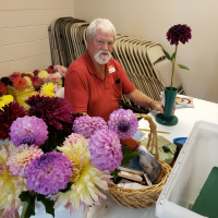 Dahlia Society of Tennessee, Harold Stewart Staging His Dahlias