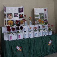 Inland Empire Dahlia Society