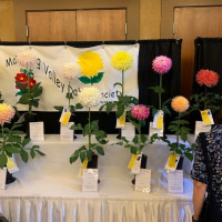 Mahoning Valley Dahlia Society